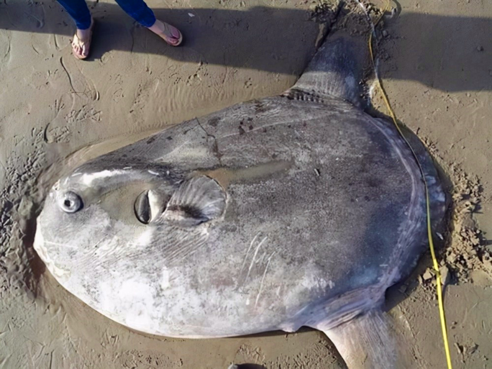 被海豹吃了也没反应的翻车鱼,为什么还没有灭绝?...