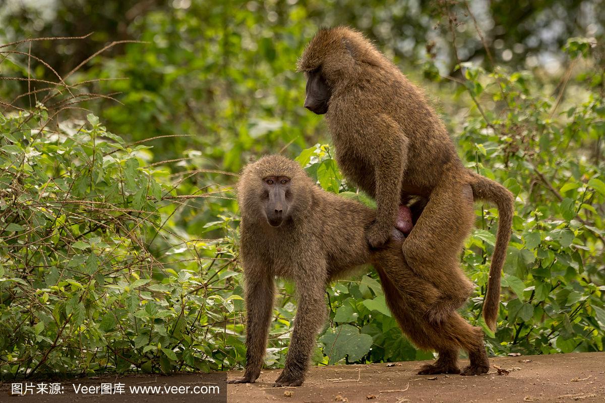 动物都有固定的交配季节,为什么人类这么特殊?...