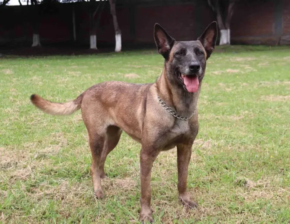 各国军犬:有啥高科技装备?...