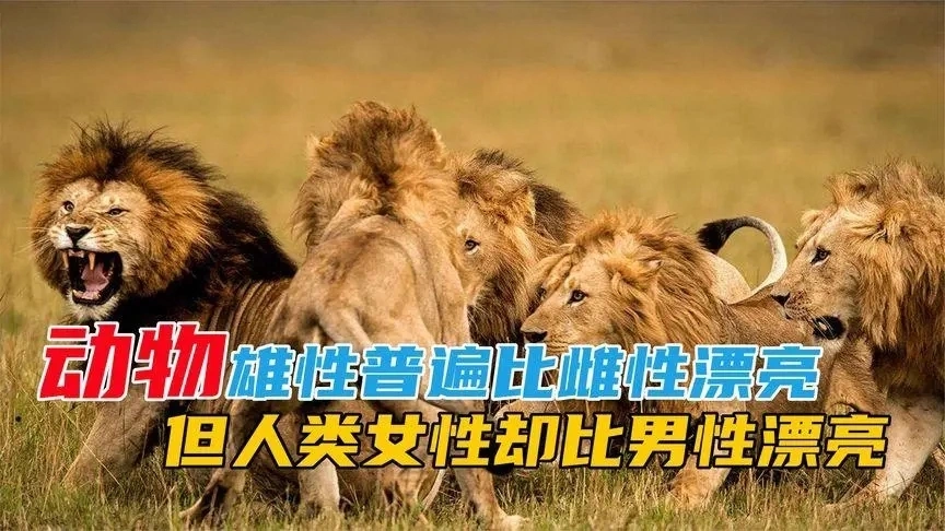 动物界雄性更漂亮 人类女性为何更美