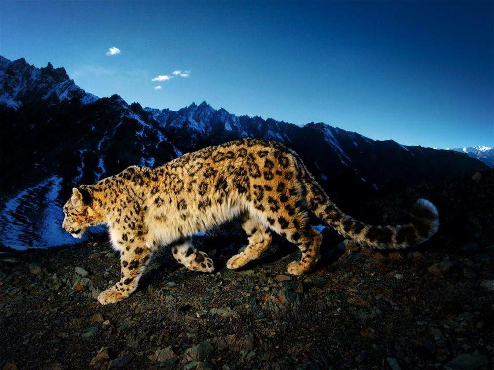 新雪豹剧情介绍 雪豹坚强岁月区别解析