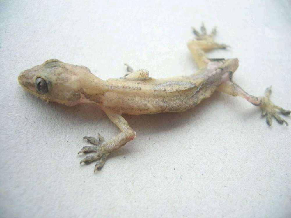 太空“清道夫”的研发是受壁虎能够在垂直光滑墙面自由...