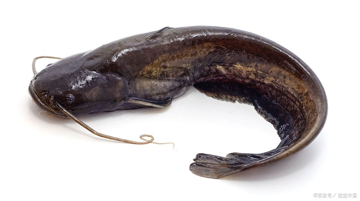 全球的科学家都如何在争分夺秒地寻找“未来食物”?...