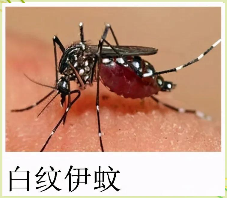 花蚊子危害有多大 为何在中国称霸蚊界