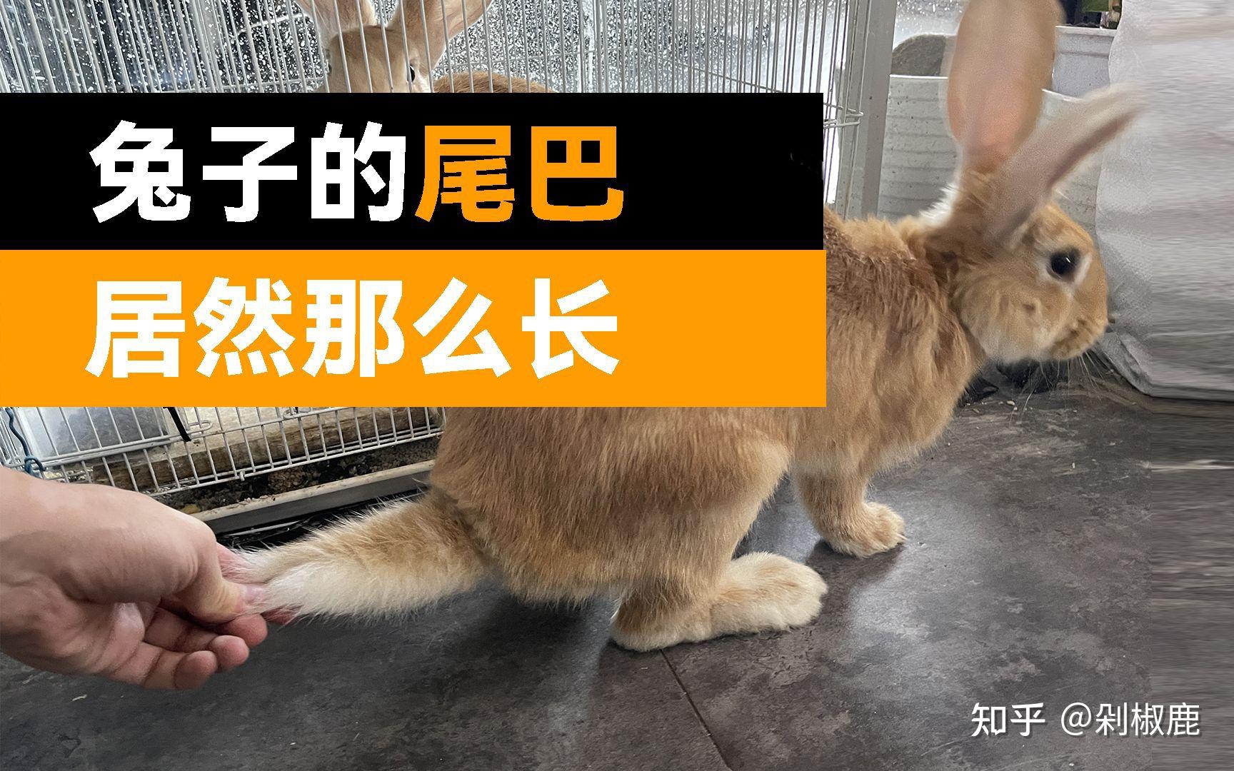 动物排便不擦屁股原因 人类为啥要用纸擦屁股