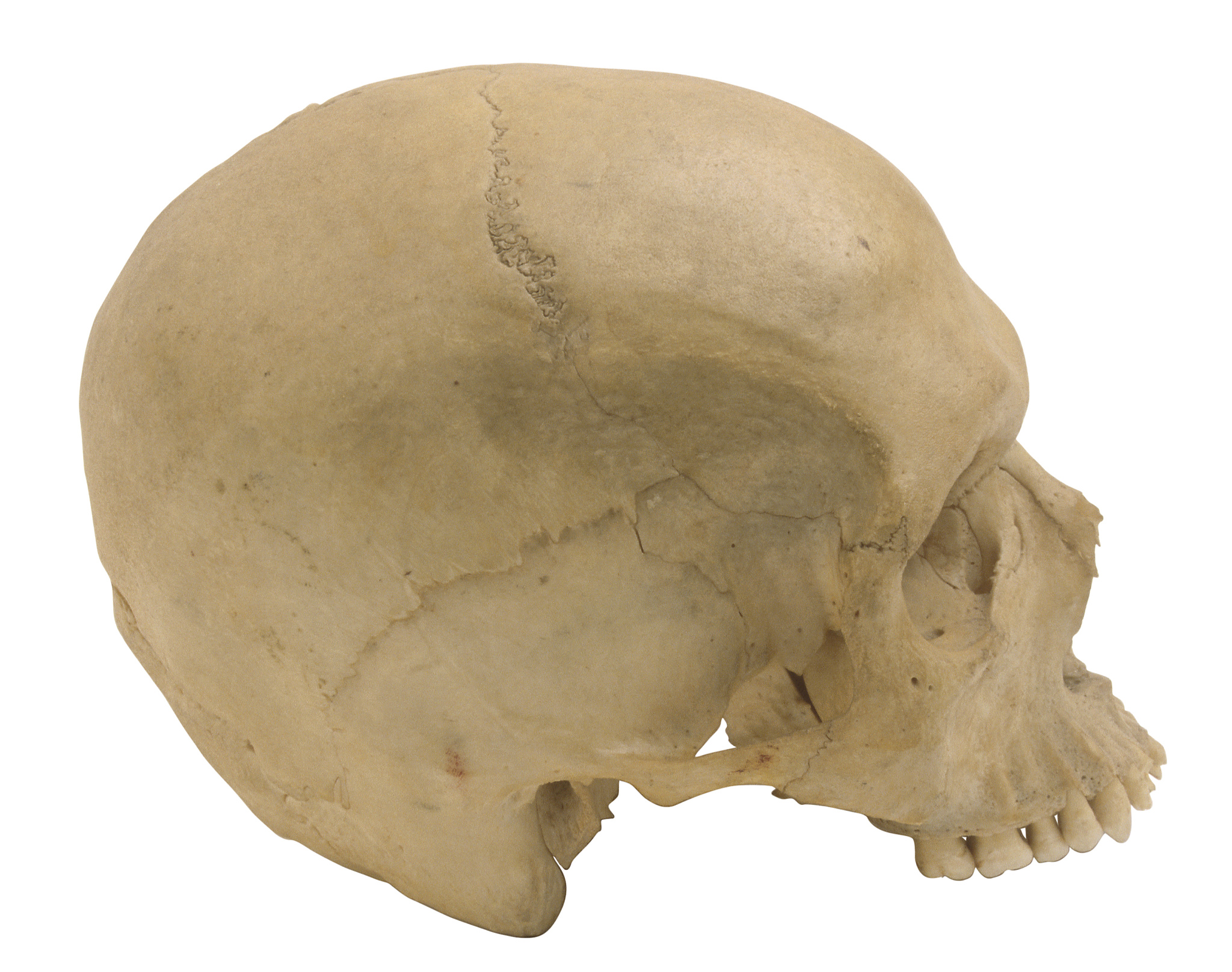 人体最坚硬部位到底是哪里 牙齿和骨骼哪个更硬