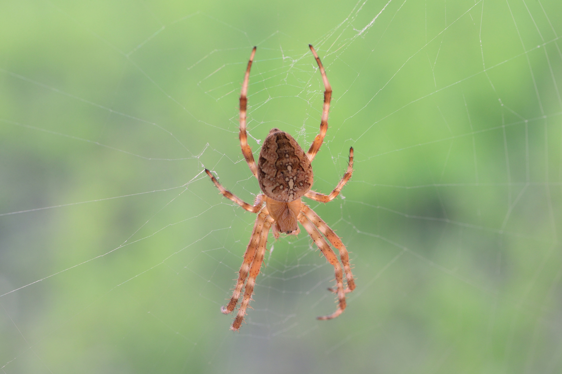 蜘蛛作为地球上最古老的生物之一,都隐藏了哪些奥秘?...