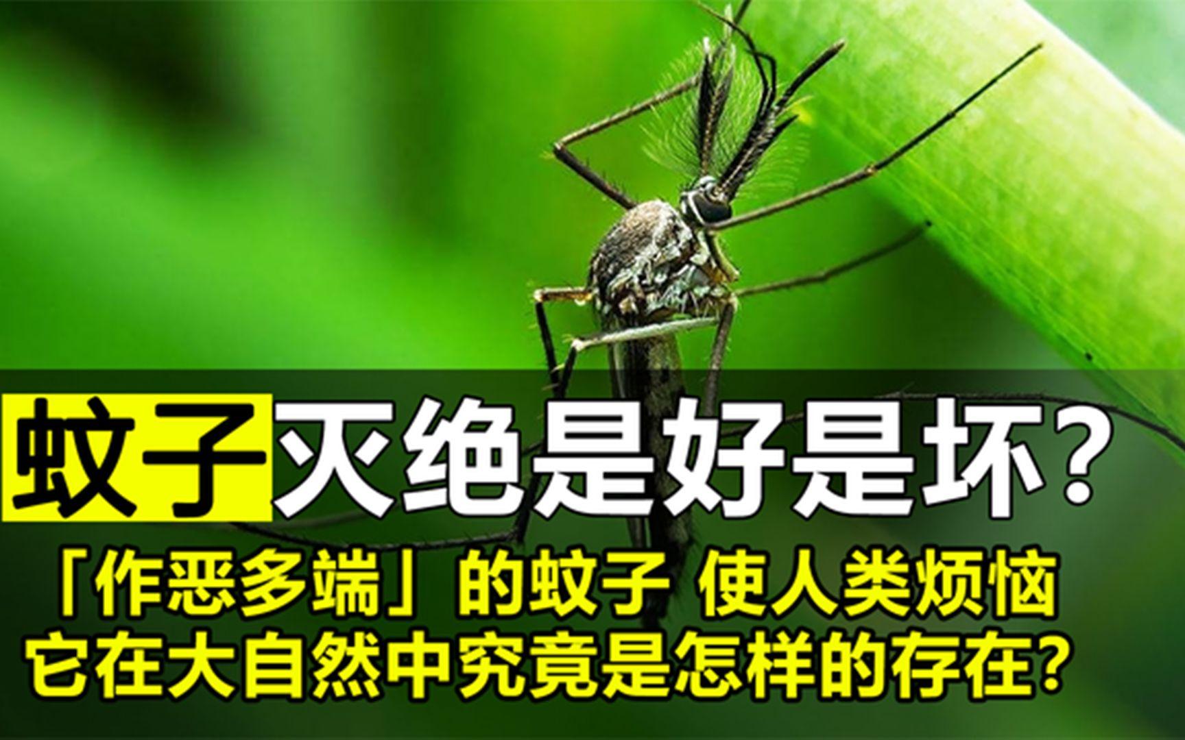 蚊子到底有什么用?如果全部被消灭,会产生什么后果?...