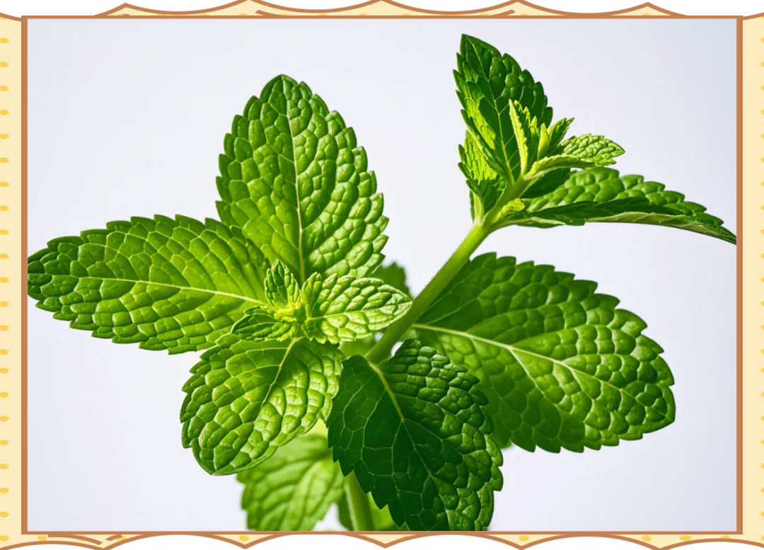 薄荷有哪些你想不到的功效?...