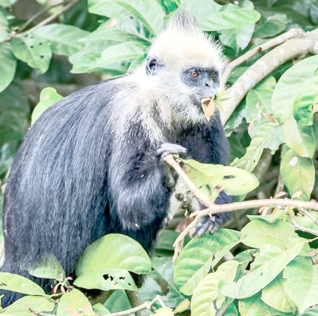 一夜白头科学依据 人真的会一夜白头吗
