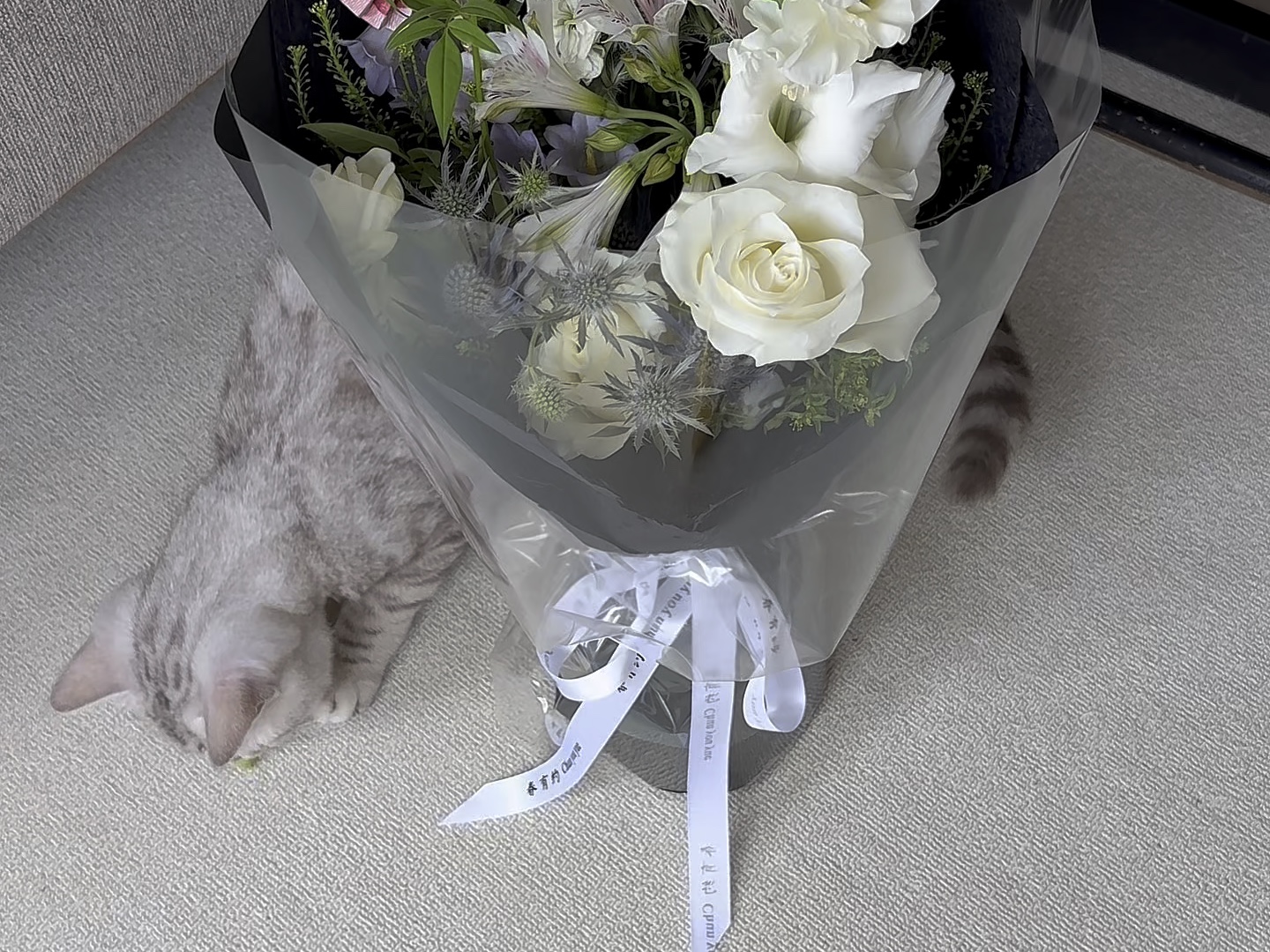 同城上门约茶服务指南,电话预约全流程解析