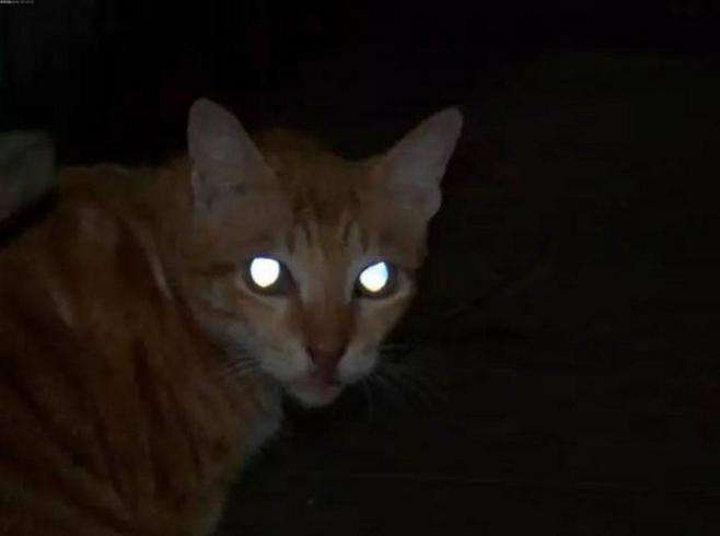 为什么在黑暗中我们看不见东西,而有些动物却可以?人...