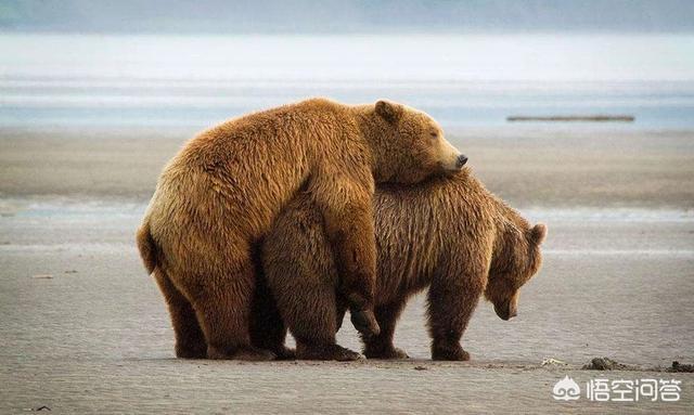 人与动物性行为差异 跨物种交配后果解析