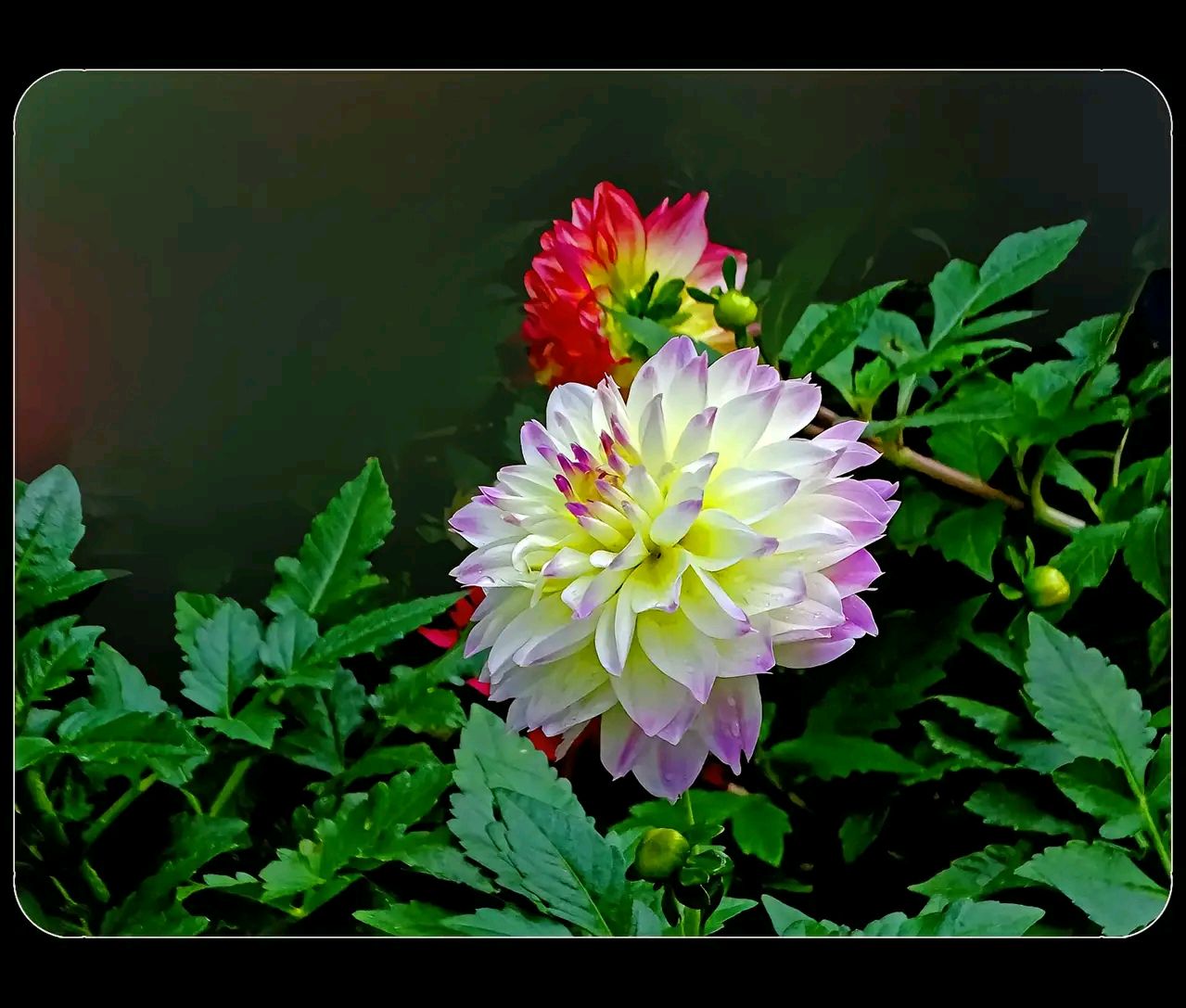 黑色大丽花真凶是谁 惨案66年后破案真相