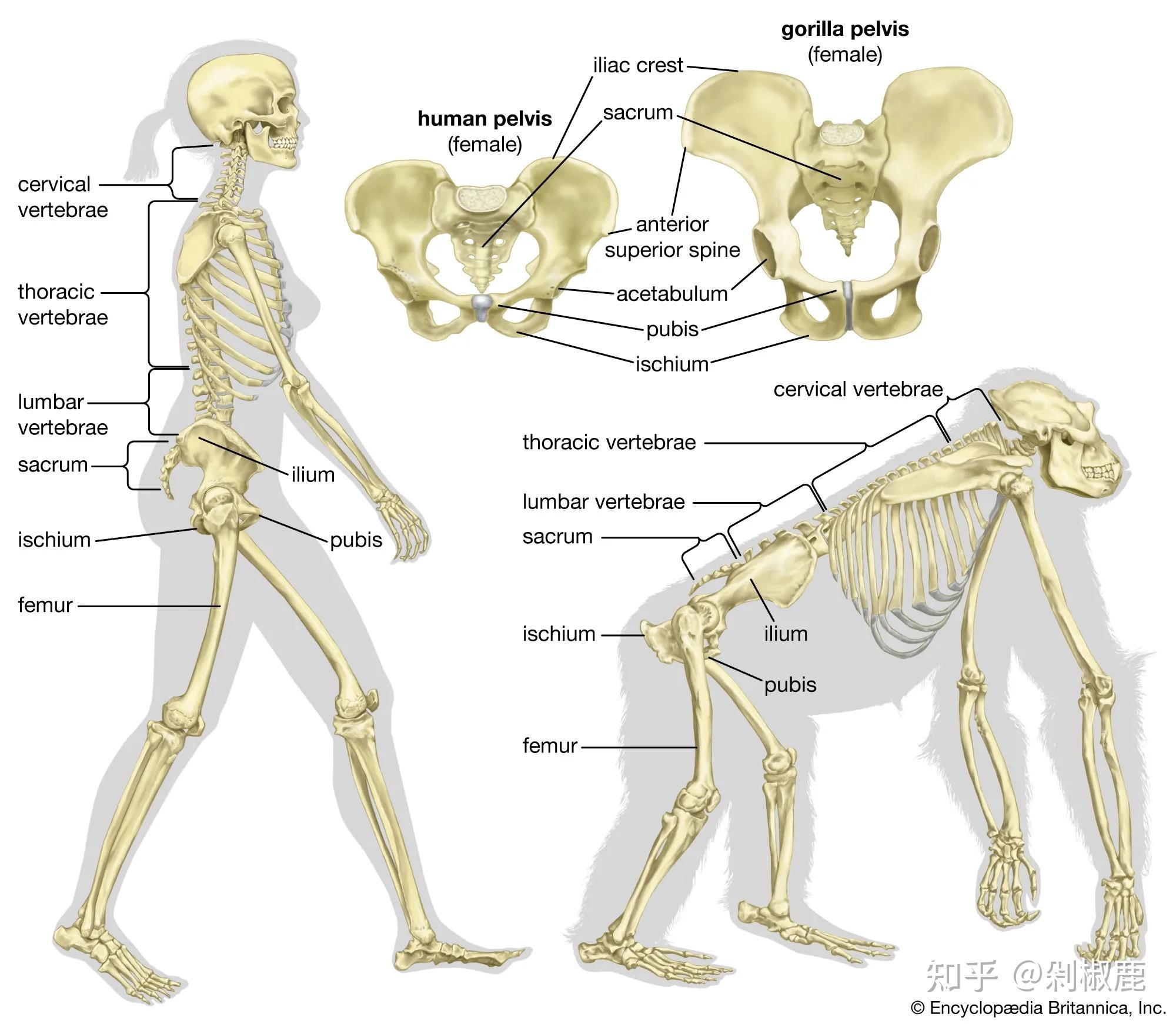 为什么自然界的动物排便后不需要擦拭,而人类却要用大...