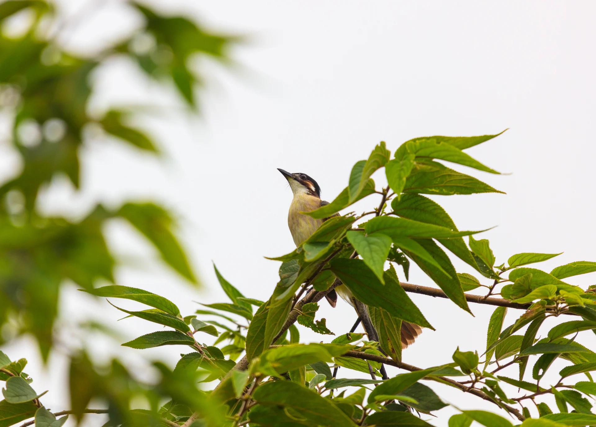 可怕!墨西哥大量候鸟突然坠地,死亡瞬间场面惊人,预...