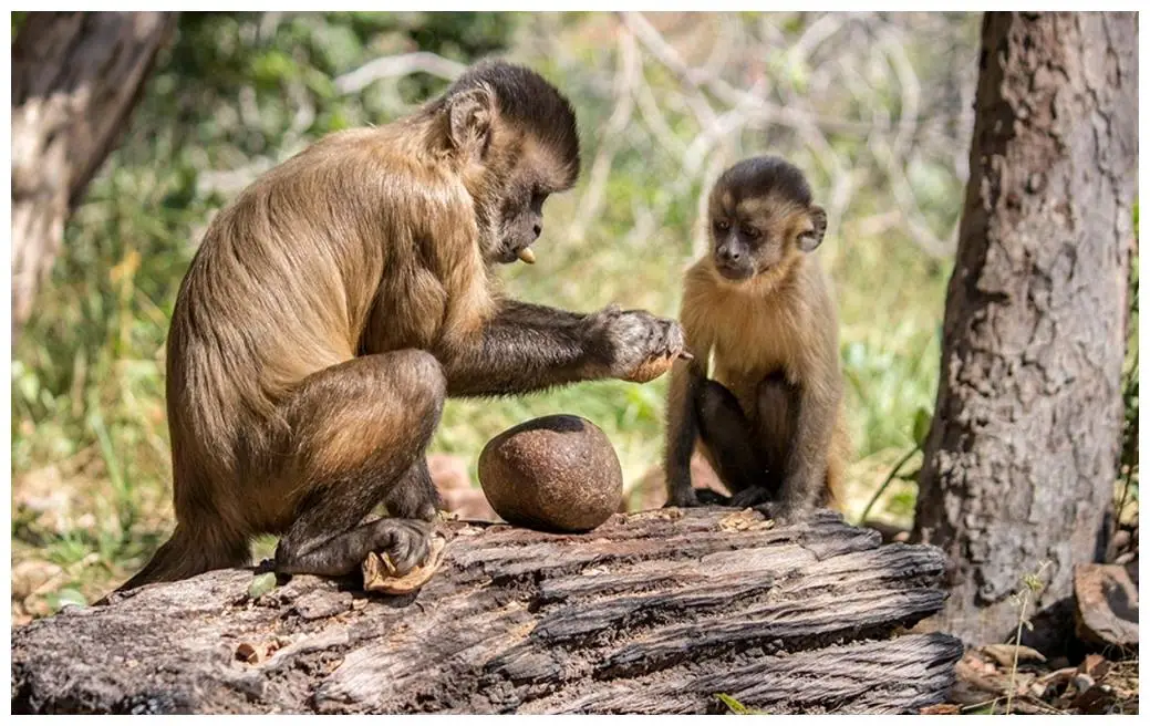 巴拿马卷尾猴进入石器时代?我们需要担忧吗?...