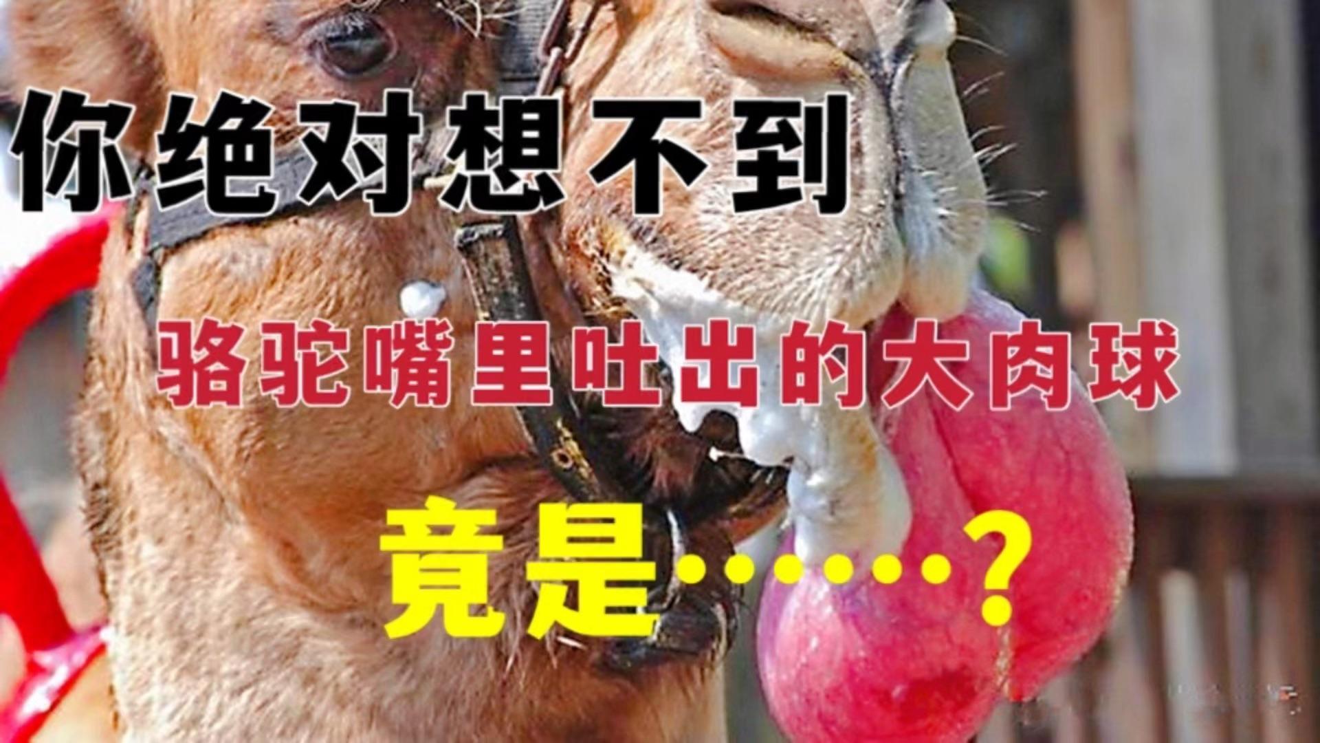 骆驼嘴里吐出来的粉球,到底有什么用?...
