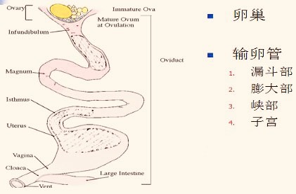 鸡蛋是不是鸡的大姨妈 鸡蛋形成过程揭秘
