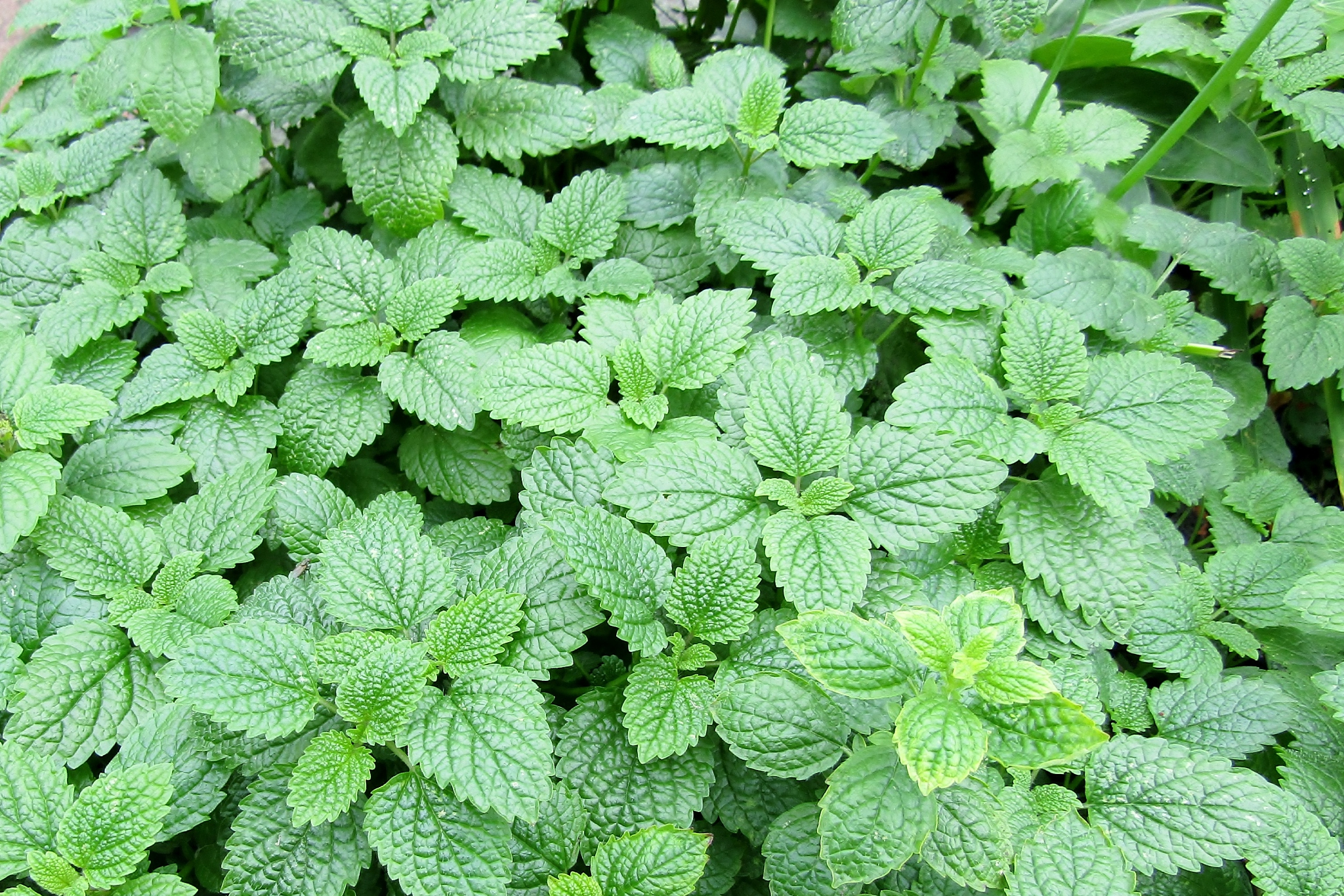 薄荷神奇功效盘点 薄荷膏涂抹脚底好处