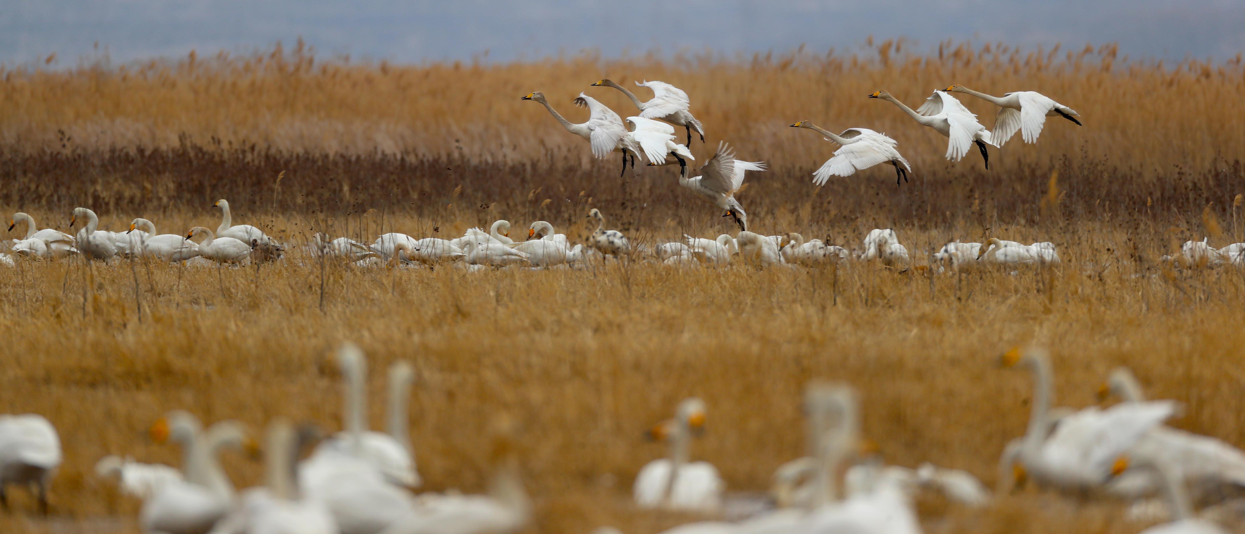 如何看待候鸟艰辛迁移面临的“断翅天空”?...