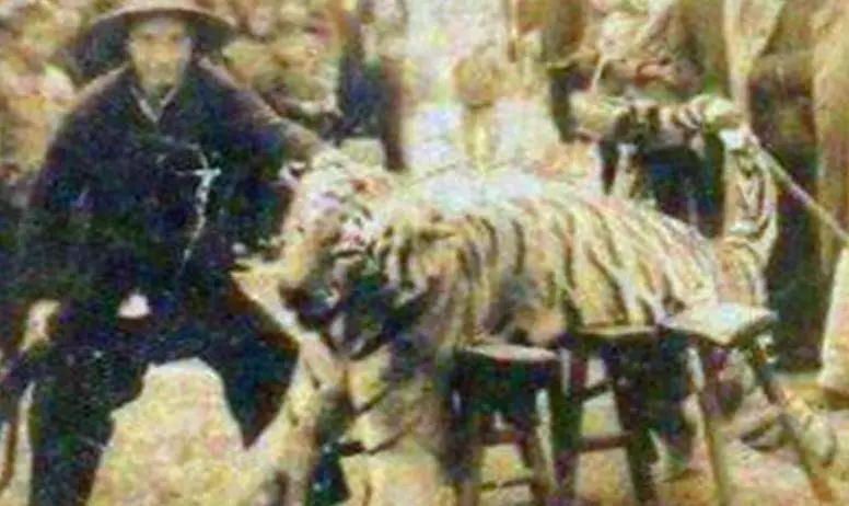 东北猛兽体型惊人 大兴安岭深处有多恐怖