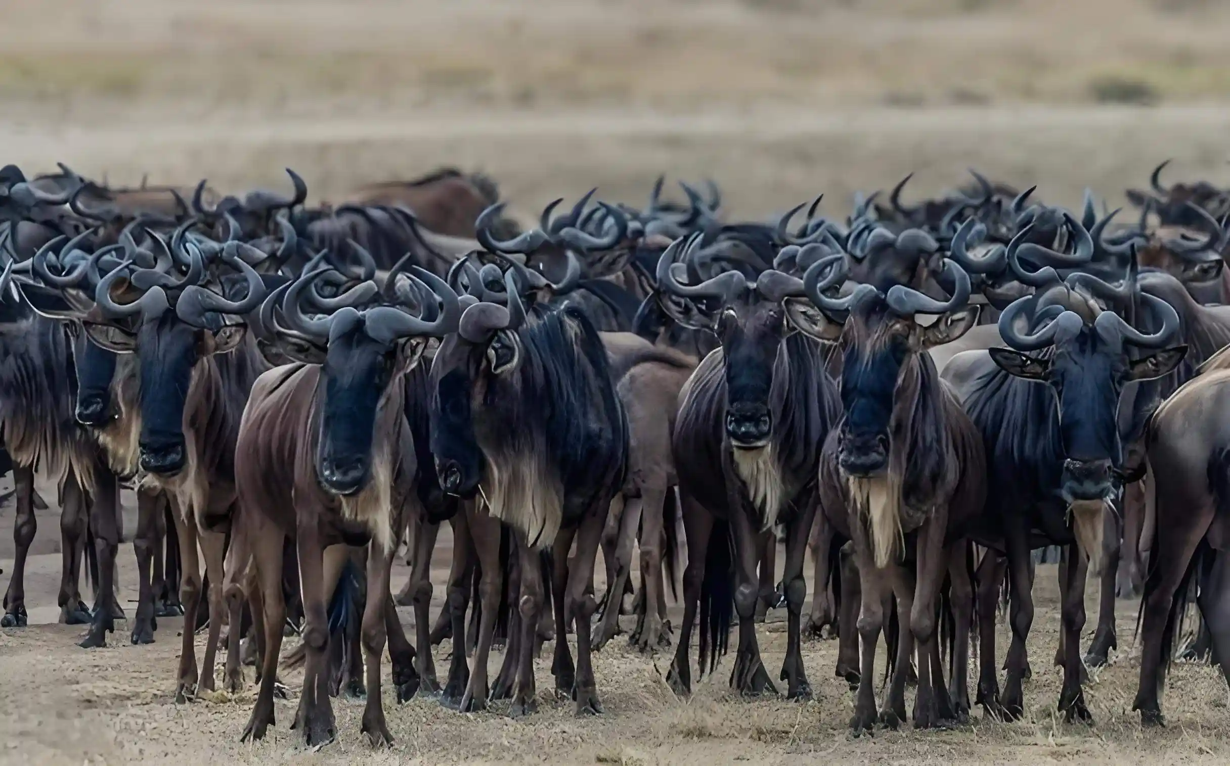 非洲塞伦盖蒂草原上数量庞大的角马王国是如何产生?...