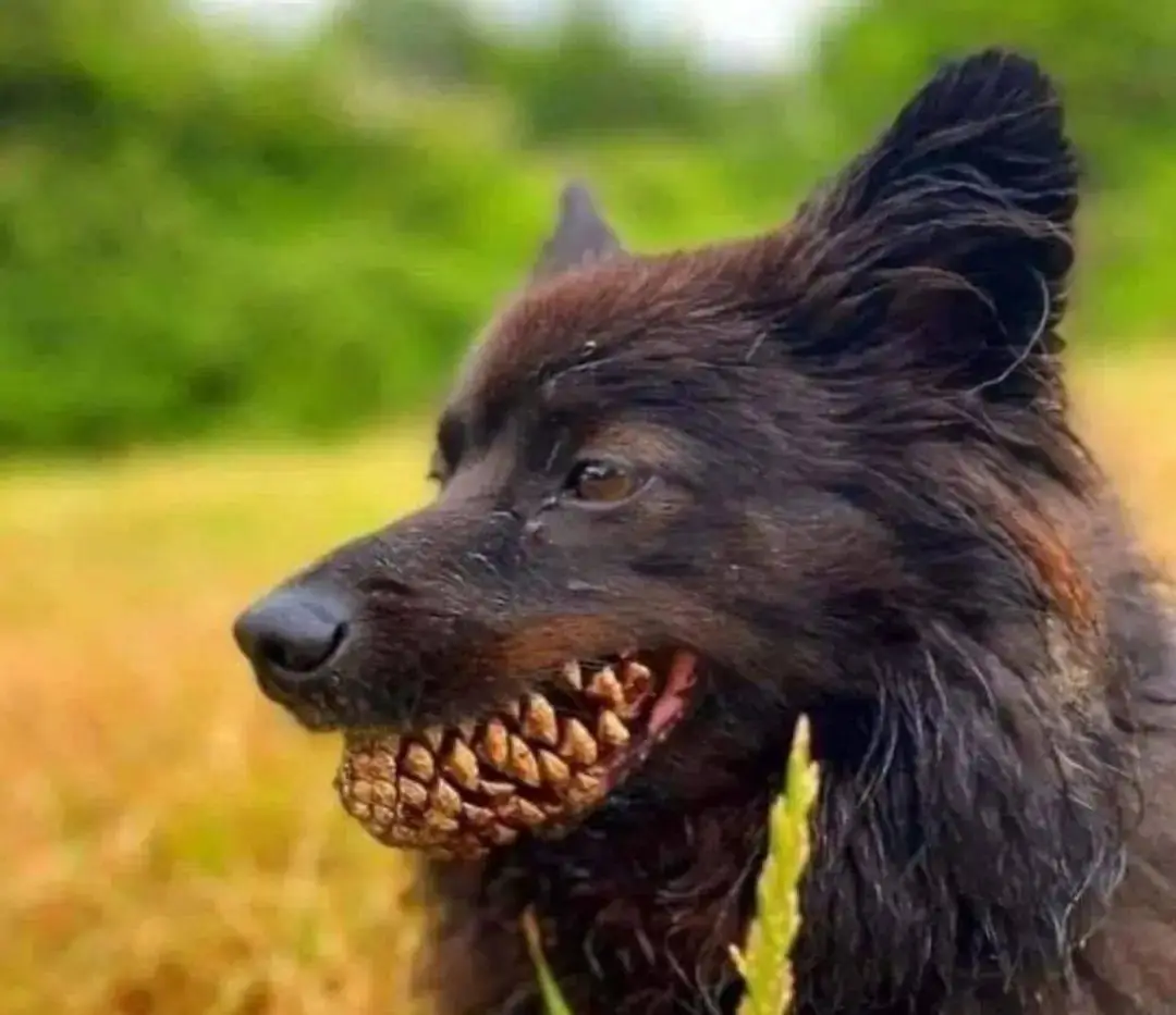 收养流浪猫好处 捡到猫养不养