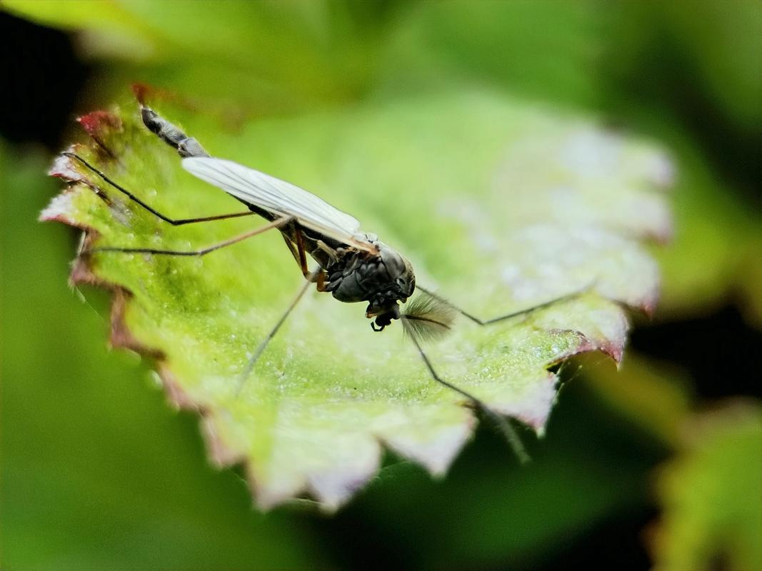 实验室的数百万变异蚊子,或将在美国释放,目的是什么...