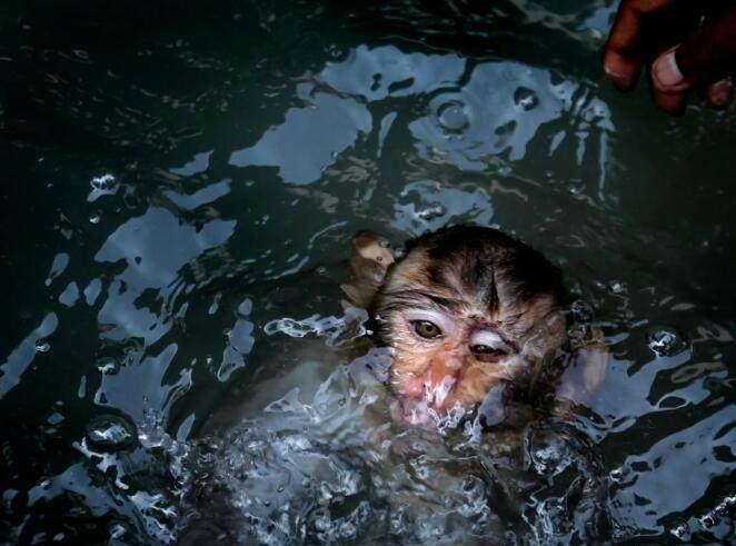 瑞典复活节趣事 猴子怎么变成人的真相