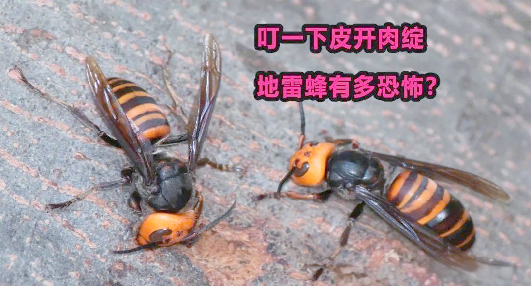 地雷蜂天敌有哪些 坦克为什么怕反坦克地雷