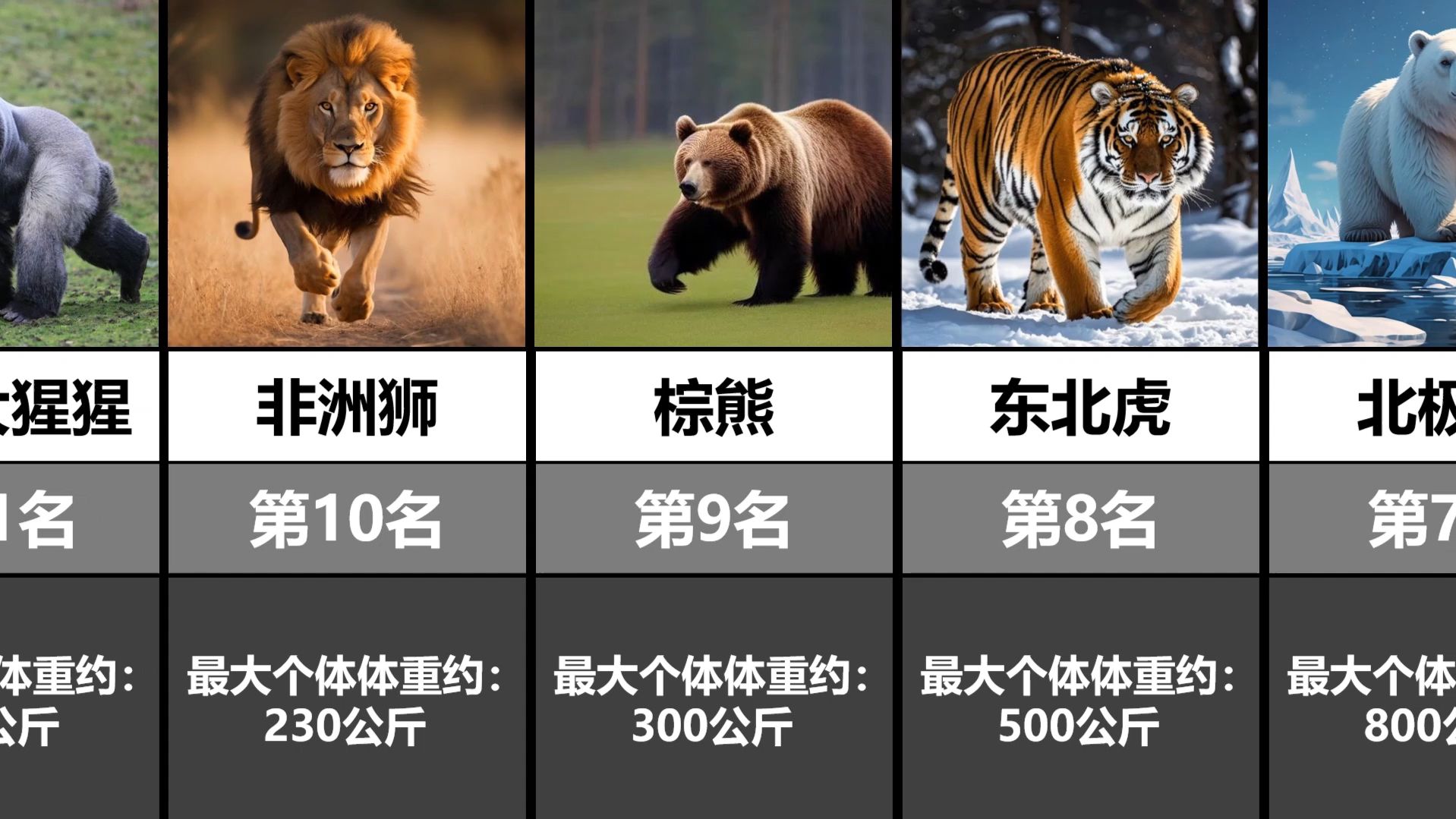 陆地动物战力排行榜 最凶猛的动物有哪些