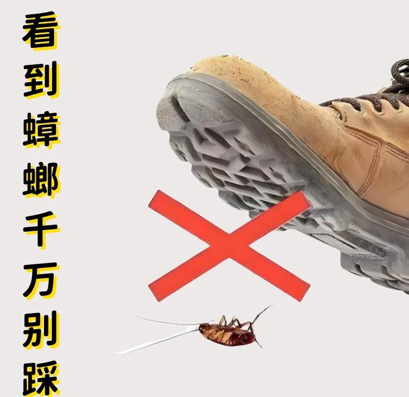 蟑螂被拍死后,为什么第二天发现尸体不见了?...