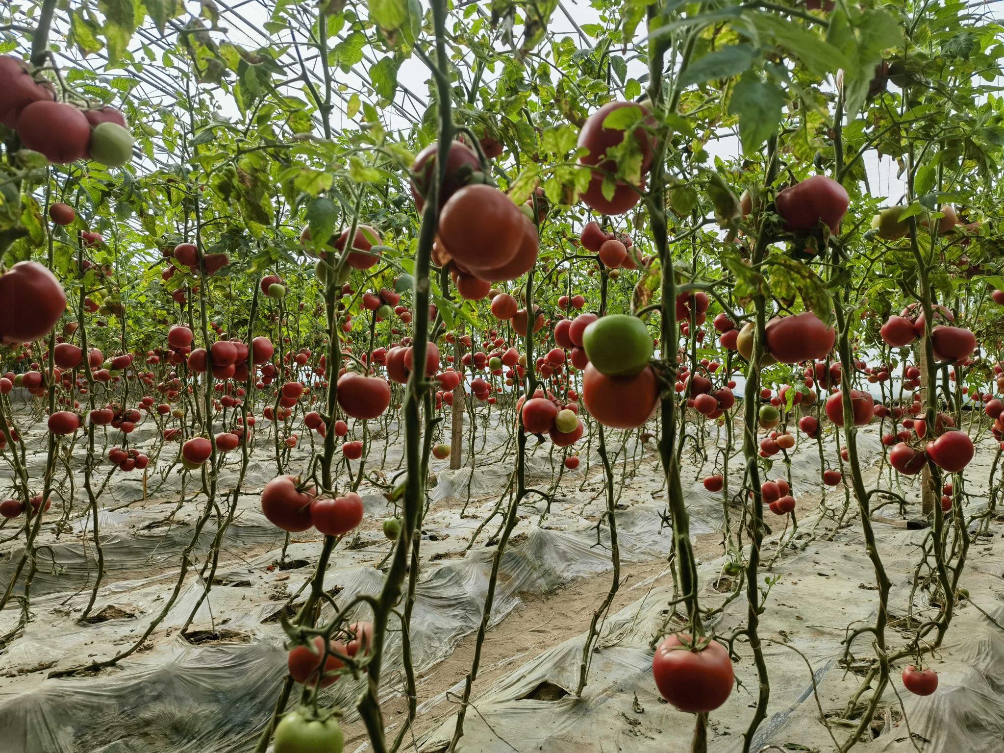 夏日好番茄,怎么吃都好吃?...