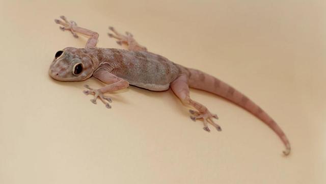 太空“清道夫”的研发是受壁虎能够在垂直光滑墙面自由...