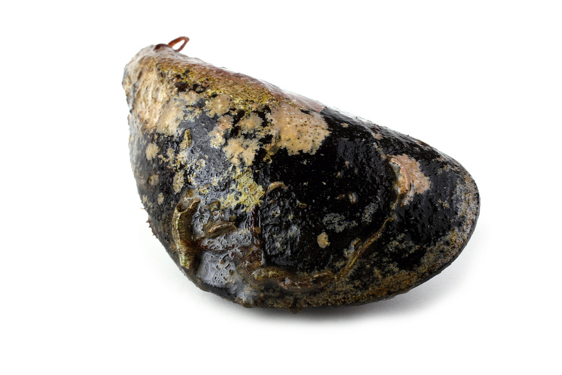 泰国渔民捡到巨价龙涎香 曼谷旅游和生活状况 泰国佛牌价值揭秘 相关问题解答