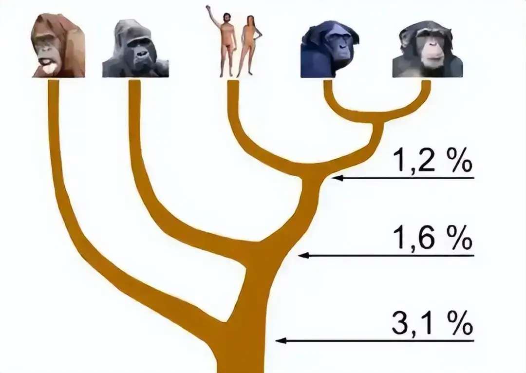 为何所有生物都与人类存在生殖隔离?人类为何这么特殊...