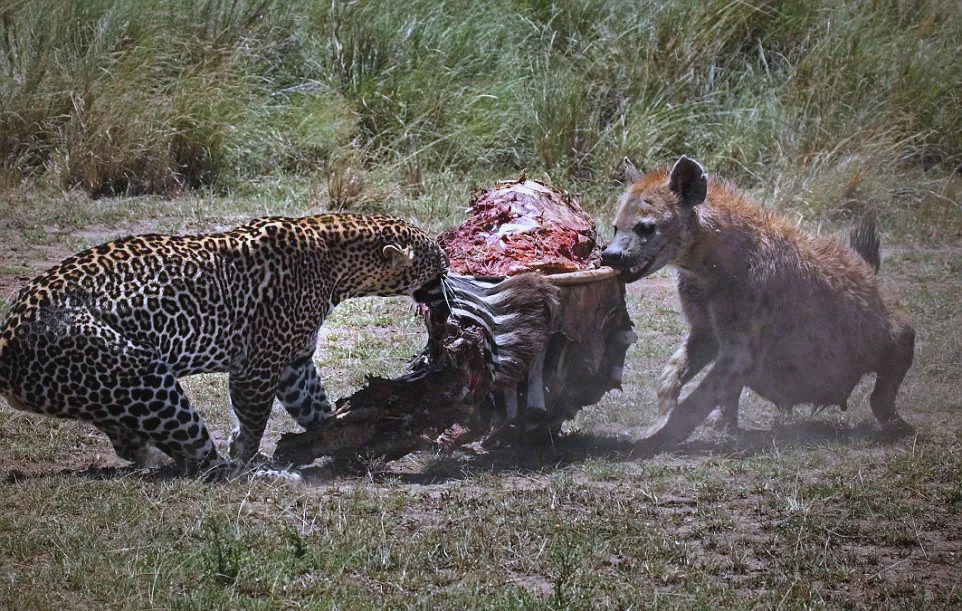 最大的成年鬣狗能否单挑苏门答腊虎?...