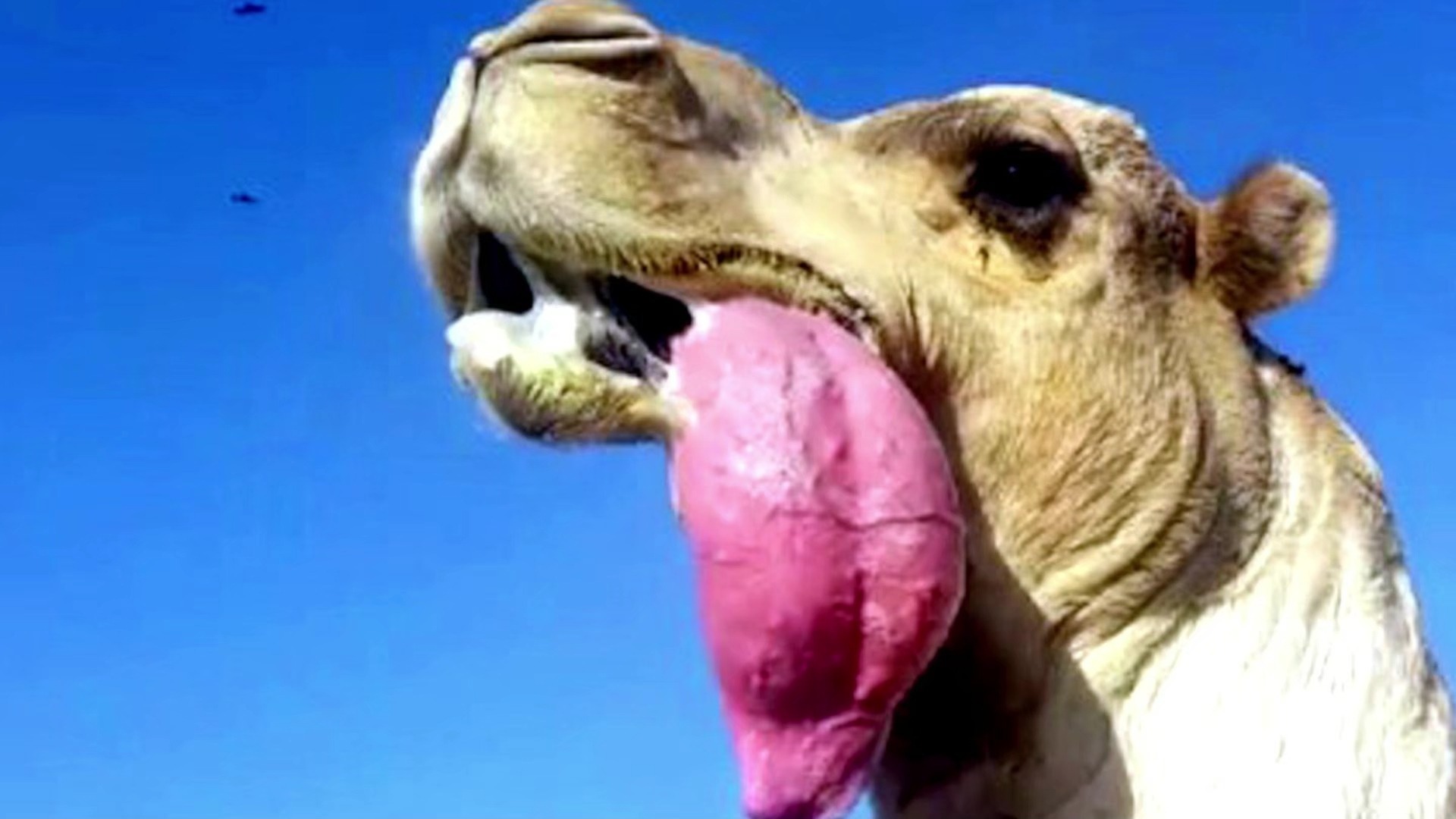 骆驼嘴里吐出来的粉球,到底有什么用?...