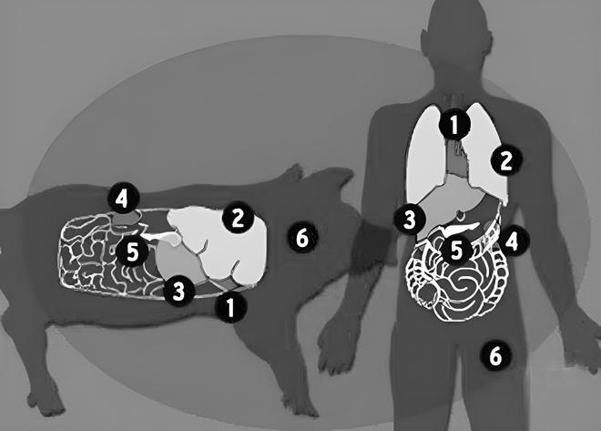 日本批准首例“人兽杂交胚胎实验”,是人类的进步还是...