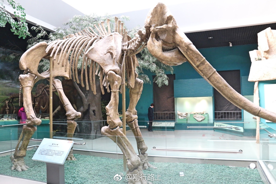 假如大象灭绝，未来古生物学家能根据化石推断出大象的...