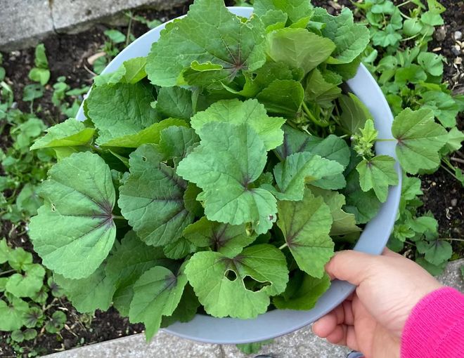 外来蔬菜有哪些 它们是怎么传入中国的