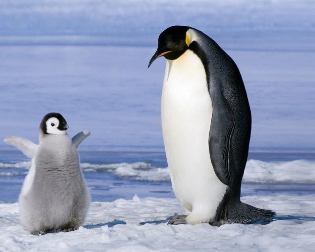 南极的企鹅北极的熊,如果它们互换家园怎么样?...