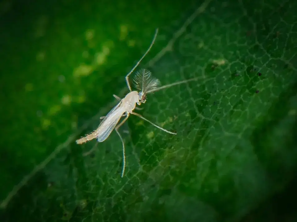实验室的数百万变异蚊子,或将在美国释放,目的是什么...