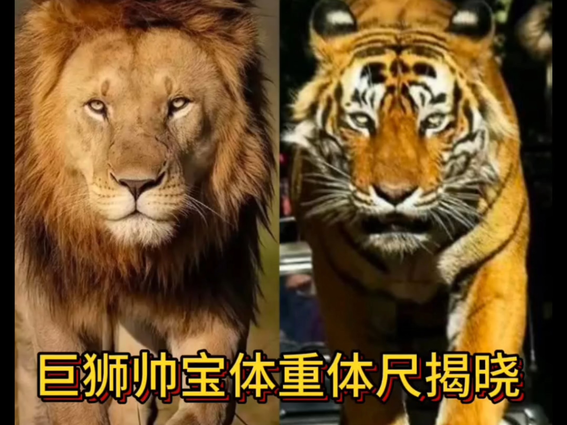 东北虎和非洲野水牛生死肉搏,谁的胜率会大一点?...