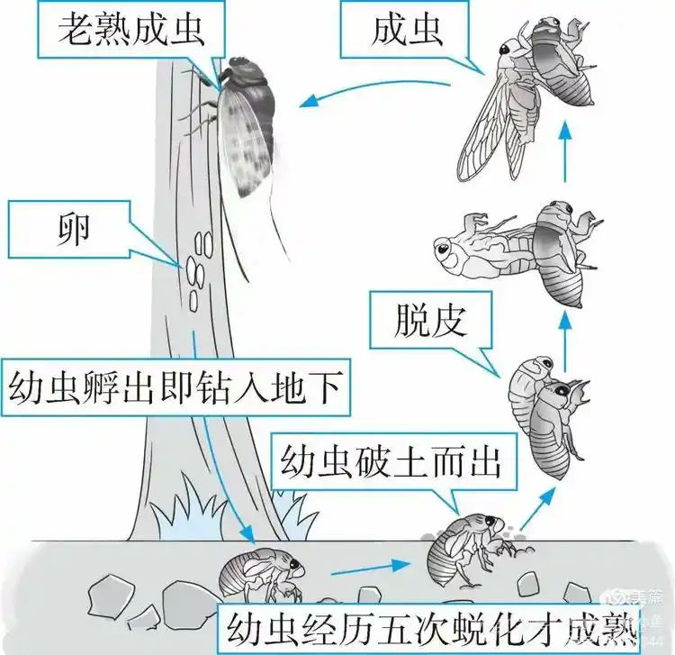80%时间生活在地下,归根于了不得的数学天赋,这种...