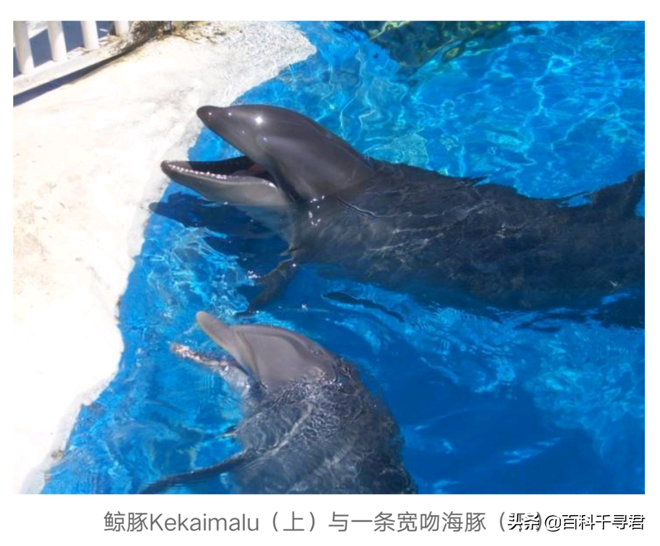 鲸鱼和海豚之间为什么可以杂交?...