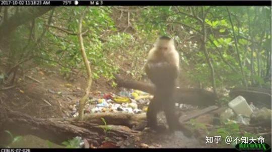 巴拿马的白面卷尾猴会使用石器,我们需要担忧吗?...