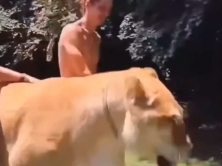 狮虎兽为什么比虎狮兽大?...