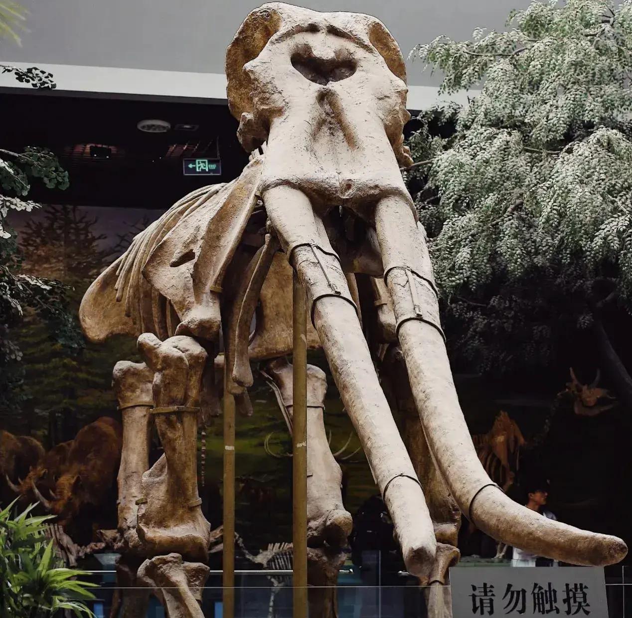 黄河象化石来历 科学家如何推测化石形成